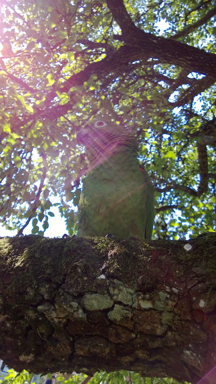 Me in the apple tree.
